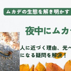 ムカデが夜に出没